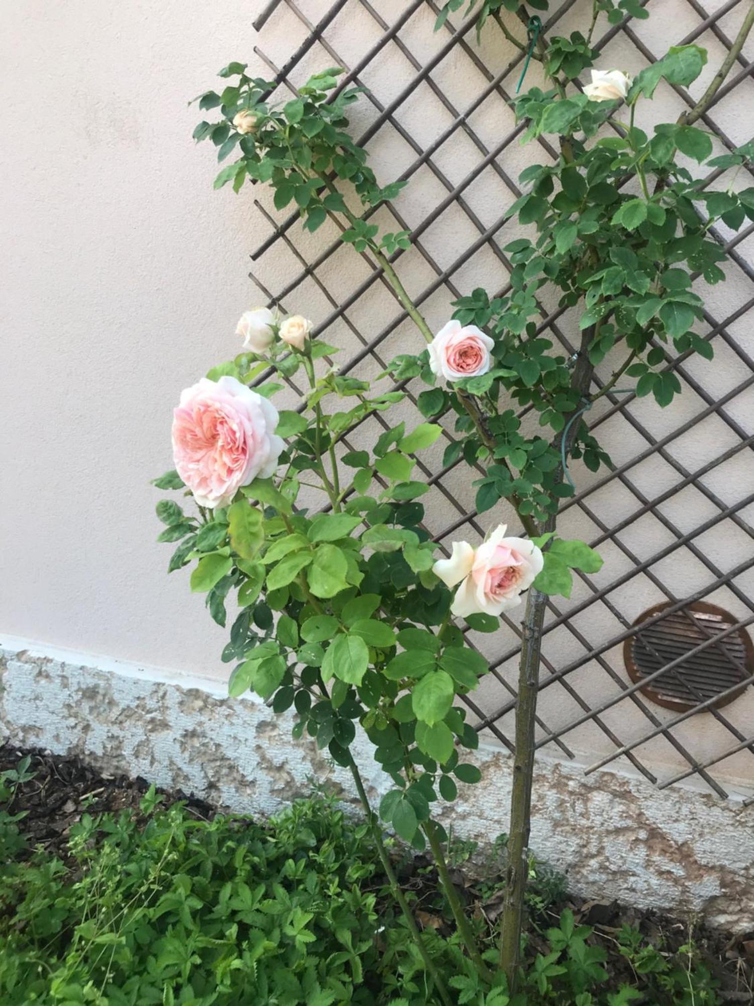 Una Casa Di Campagna Dossobuono Bagian luar foto