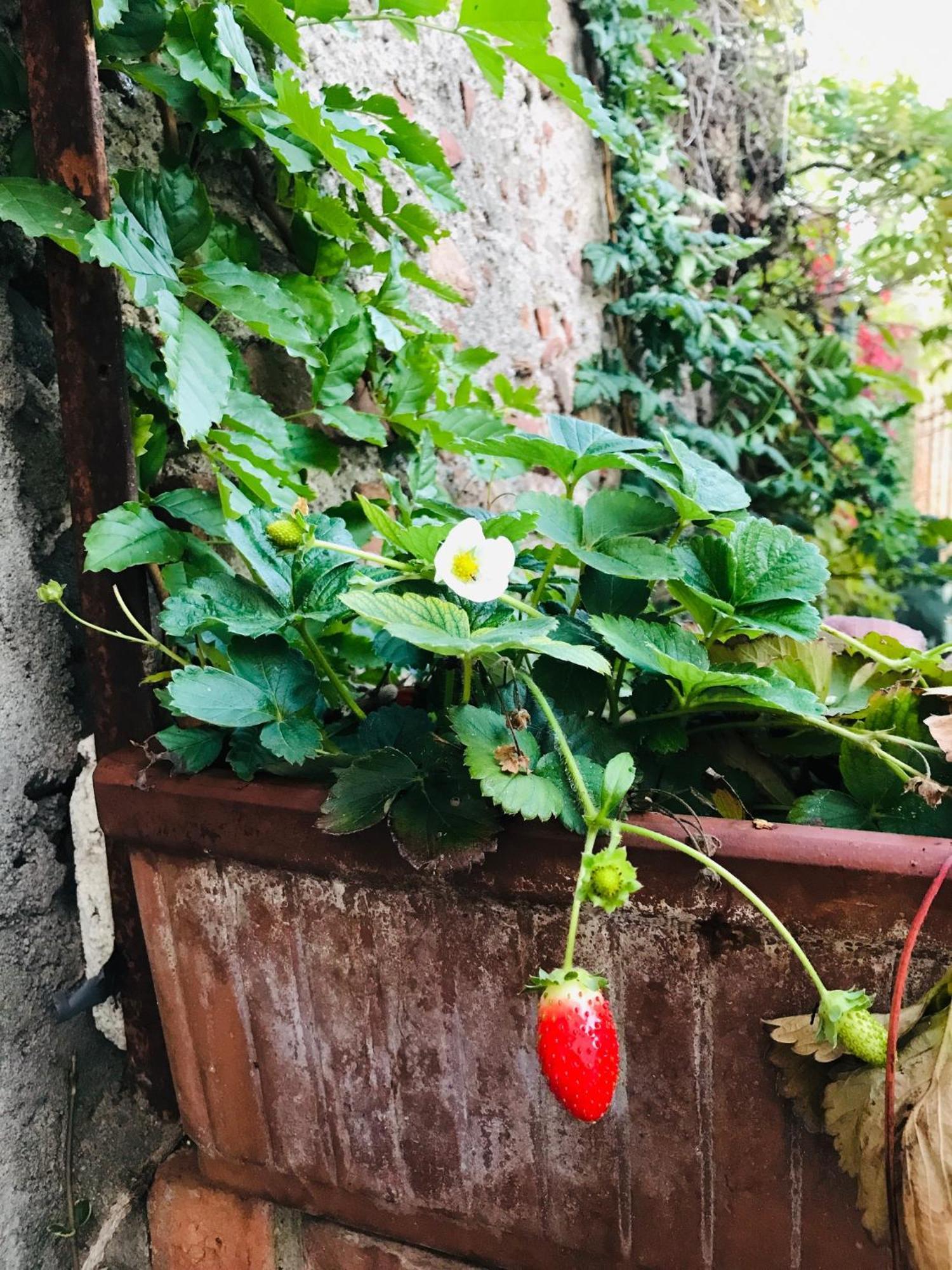 Una Casa Di Campagna Dossobuono Bagian luar foto